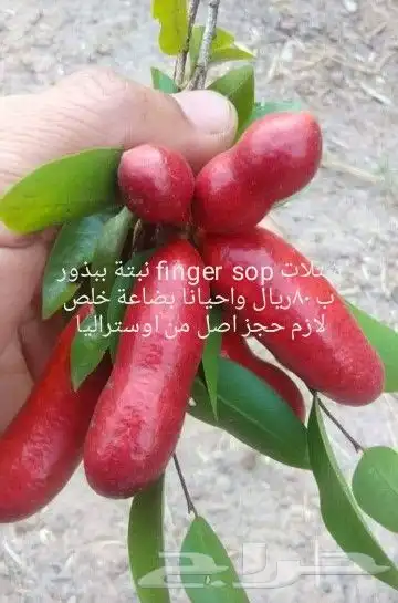 شتلات قشطة montana  40 صورة للطلب 14