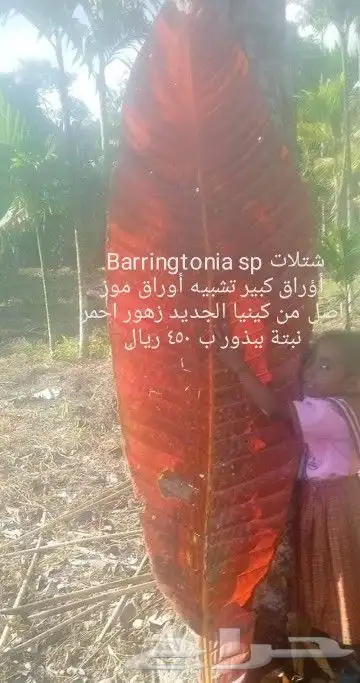 شتلات قشطة montana  40 صورة للطلب 22