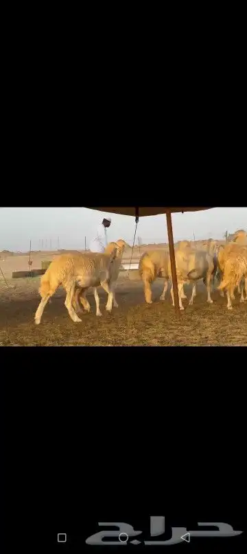 رخال حريات صنف الصنف عددها 92 3