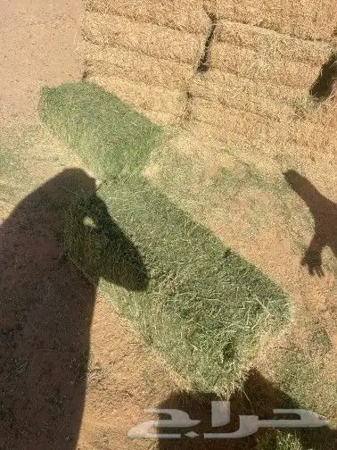 برسيم صافي و مخلوط من بسيطا 0