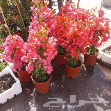 مشتل تنسيق حدائق 5