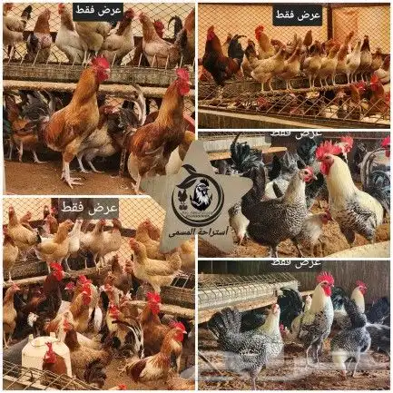 للبيع صوص دجاج 250 جوز 3