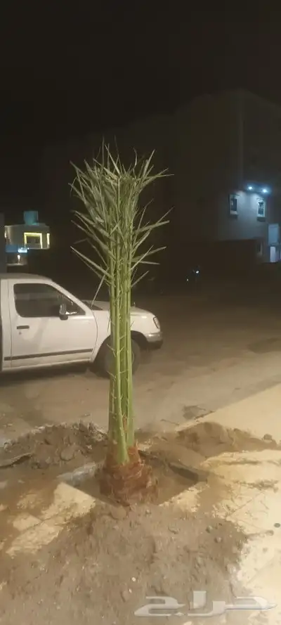 يوجد لدينا جميع انواع انخيل 3