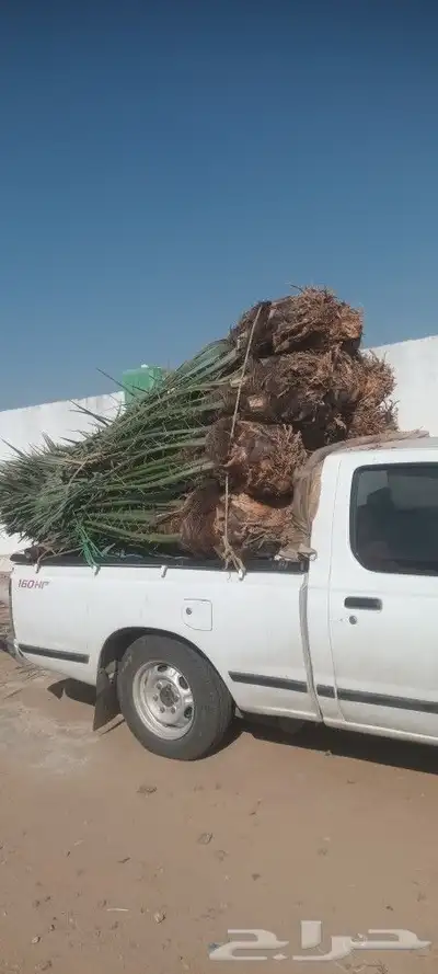 يوجد لدينا جميع انواع انخيل 9