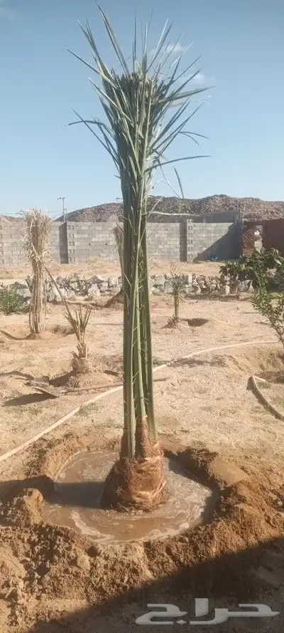 يوجد لدينا جميع انواع انخيل 2