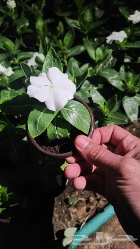 ابو رغد لتنسيق الحدائق وتوريد جميع انواع الاشجار 2