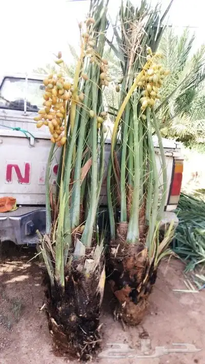 نخل طيب ثمره فيه متواجد في مكه والطائف جده اسعار مناسبه للجم 5