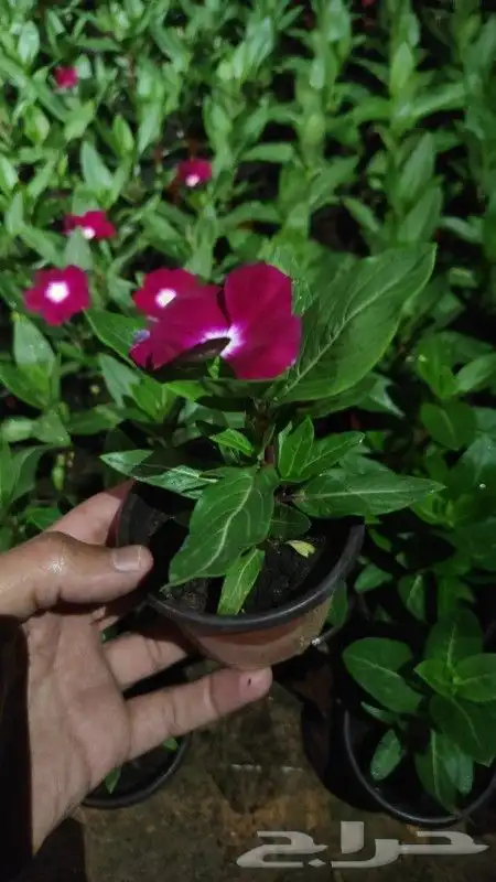 ابو رغد لتنسيق الحدائق وتوريد جميع انواع الاشجار 3