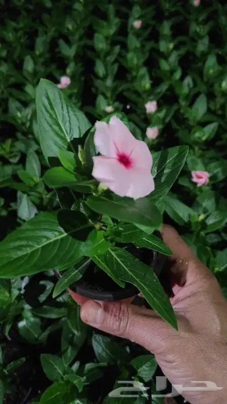 ابو رغد لتنسيق الحدائق وتوريد جميع انواع الاشجار 4