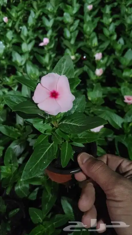 ابو رغد لتنسيق الحدائق وتوريد جميع انواع الاشجار 1