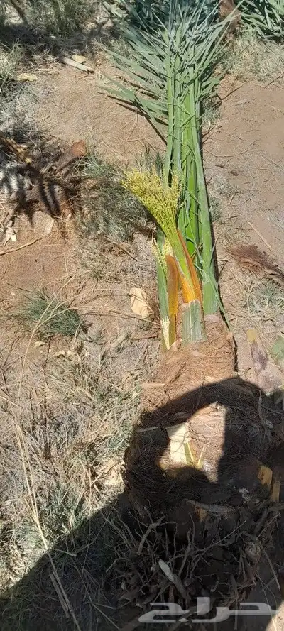 نخل طيب ثمره فيه متواجد في مكه والطائف جده اسعار مناسبه للجم 2