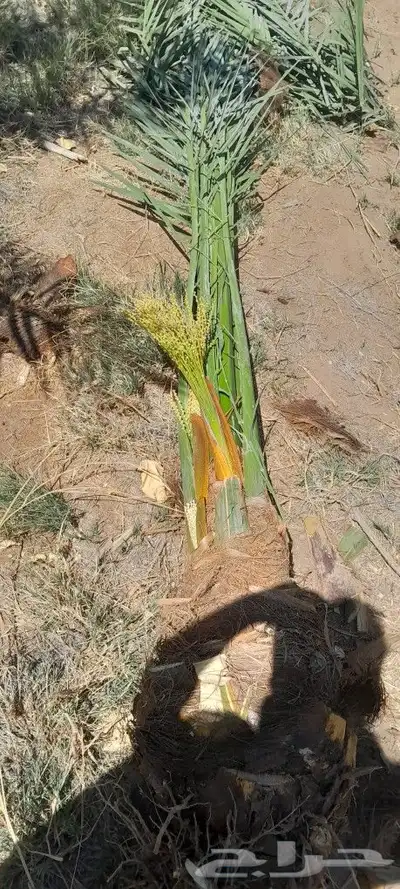 نخل طيب ثمره فيه متواجد في مكه والطائف جده اسعار مناسبه للجم 3