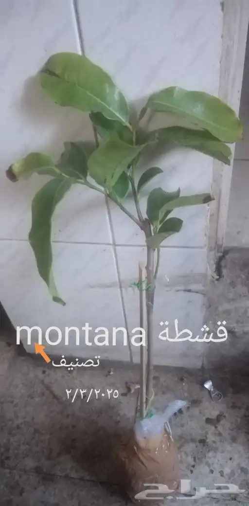 شتلات قشطة montana  40 صورة للطلب 8