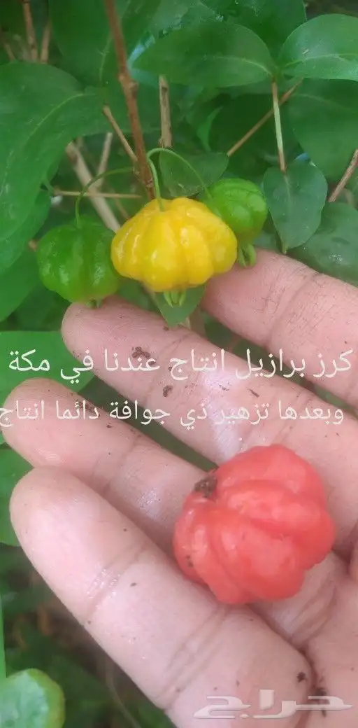 شتلات قشطة montana  40 صورة للطلب 9