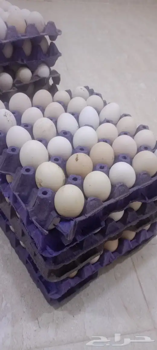 بيض دجاج بلدي مشكل بيض مخصب بنسبه 85 5