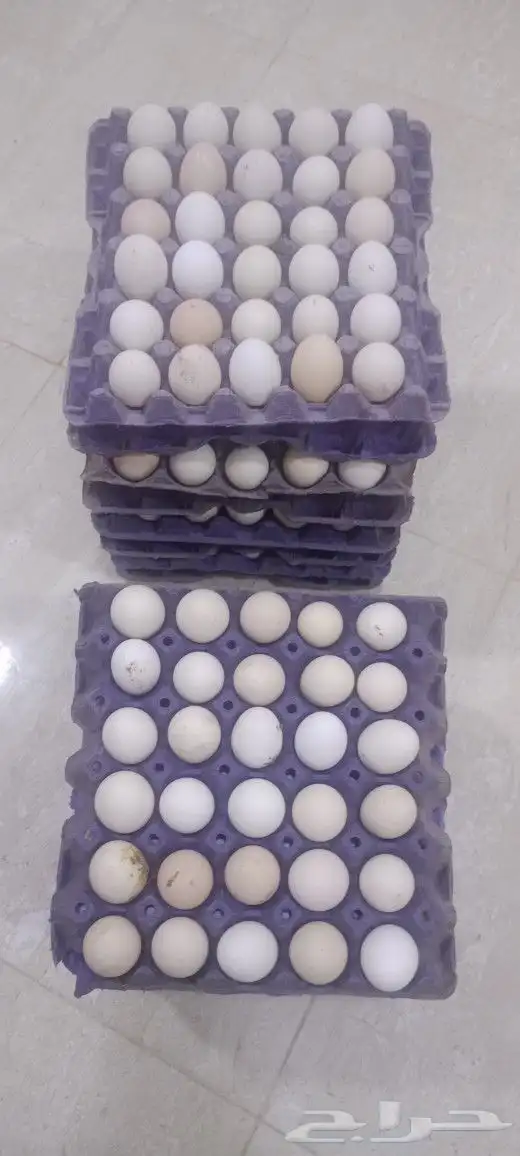 بيض دجاج بلدي مشكل بيض مخصب بنسبه 85 1
