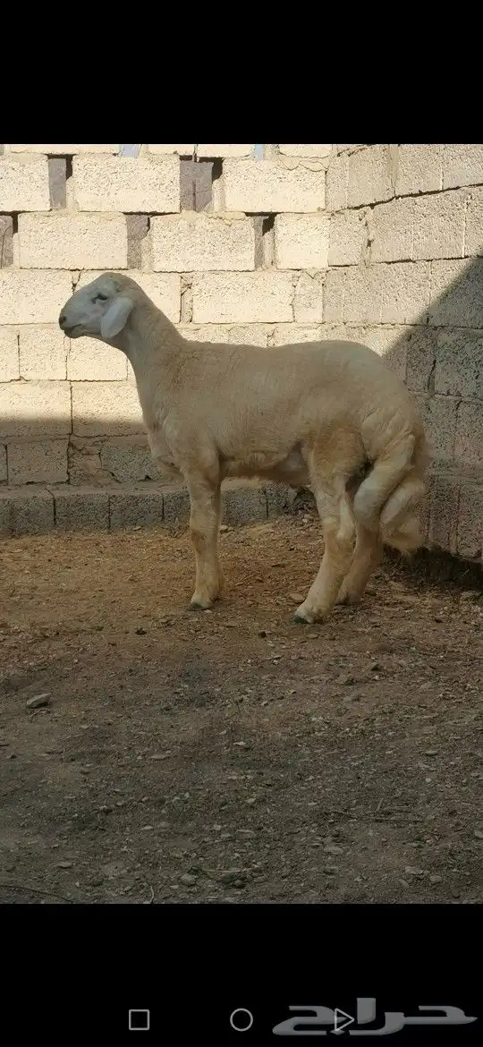 مشروع فحل تم البيع تم البيع 0