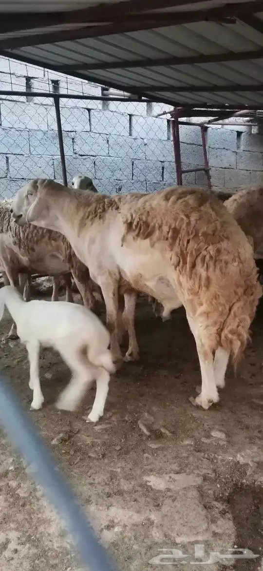 مشروع فحل تم البيع تم البيع 2