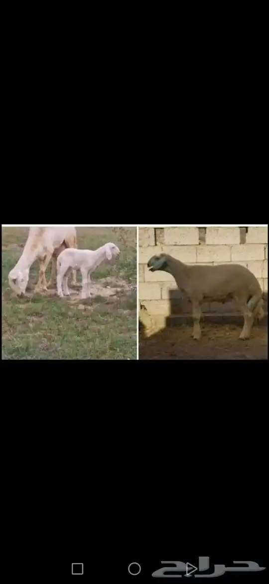 مشروع فحل تم البيع تم البيع 1