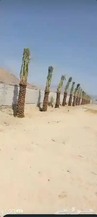 يوجد لدينا جميع انواع انخيل 5