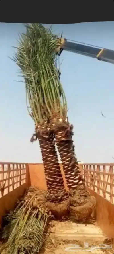 يوجد لدينا جميع انواع انخيل 0