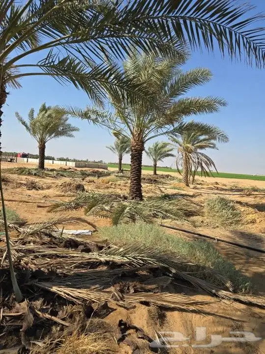 توريد وتركيب جميع أنواع النخيل 1