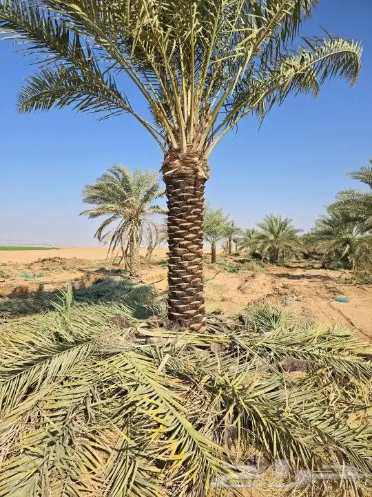 توريد وتركيب جميع أنواع النخيل 0