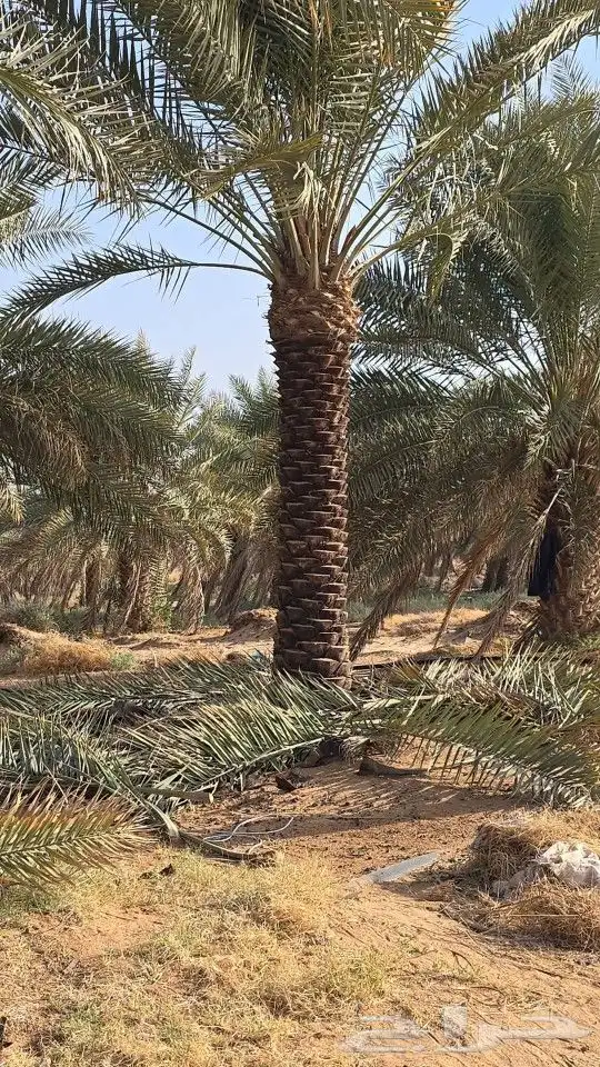 توريد وتركيب جميع أنواع النخيل 3