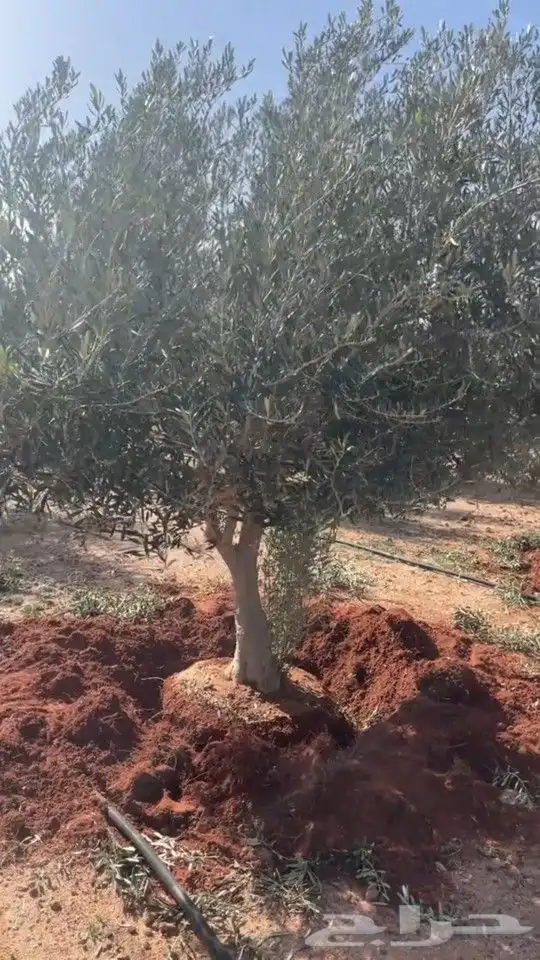 نقوم بتوريدوزراعه جميع انواع الزيتون والنخيل واليمون 7