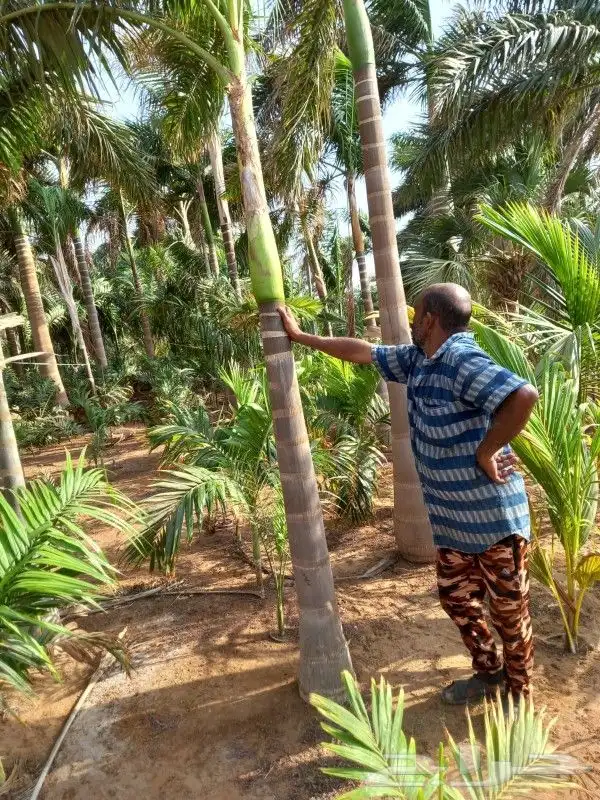 ابو رغد لتنسيق الحدائق وتوريد جميع انواع الاشجار 10