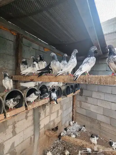 حمام باكستاني مطير تم البيع 8