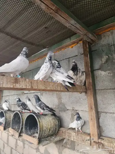 حمام باكستاني مطير تم البيع 0