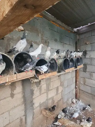 حمام باكستاني مطير تم البيع 7
