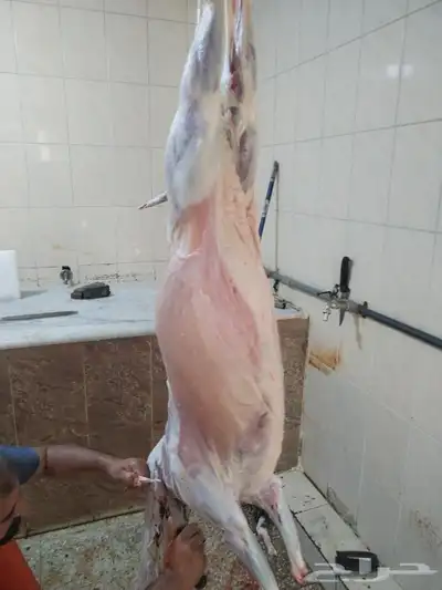 مزرعة ومراح  حلال الديرة لخدمتكم في الخير دائم ا  نوفر ل 6