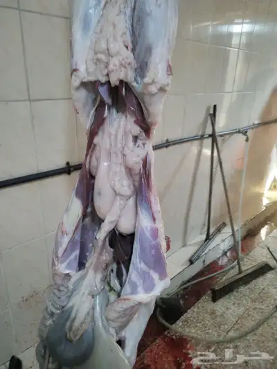 مزرعة ومراح  حلال الديرة لخدمتكم في الخير دائم ا  نوفر ل 4