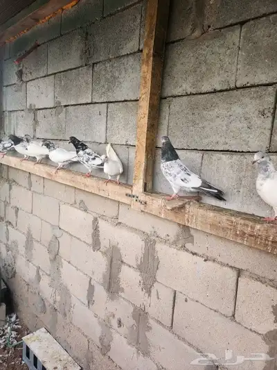 حمام باكستاني مطير تم البيع 2