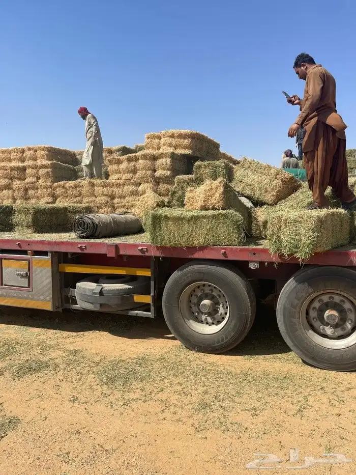 برسيم صافي و مخلوط من بسيطا 5