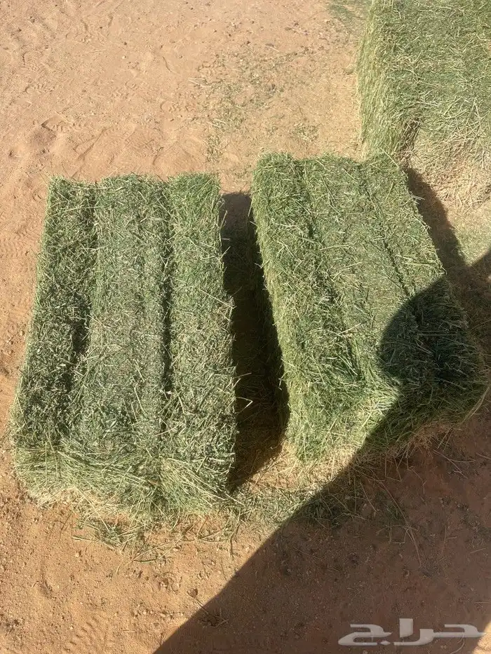 برسيم صافي و مخلوط من بسيطا 3