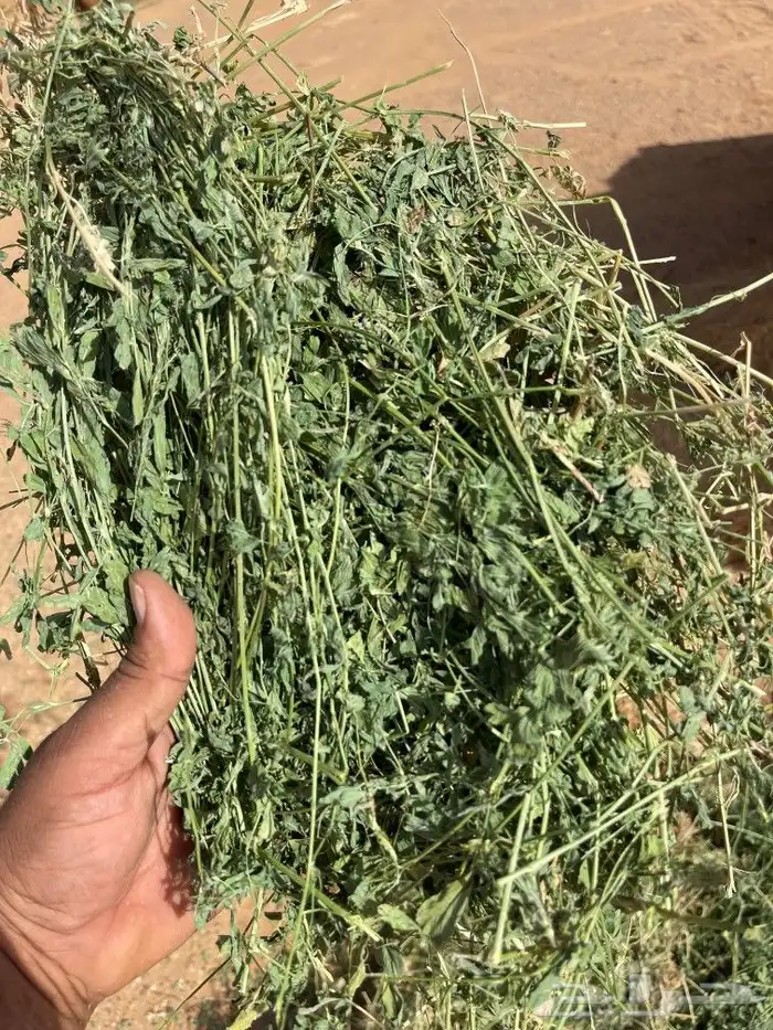 برسيم صافي و مخلوط من بسيطا 1