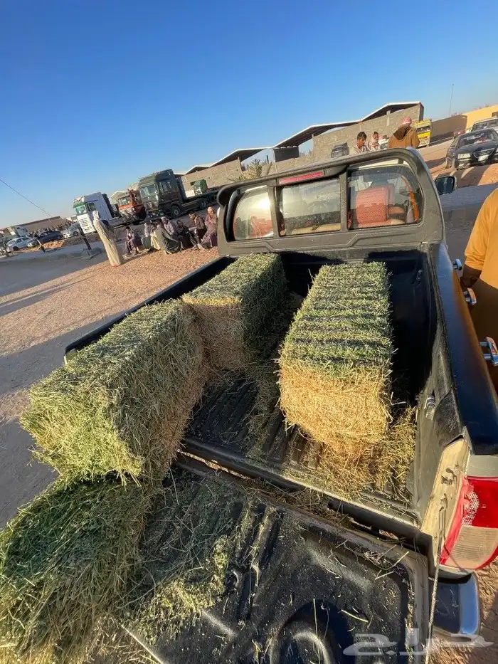 برسيم صافي و مخلوط من بسيطا 4