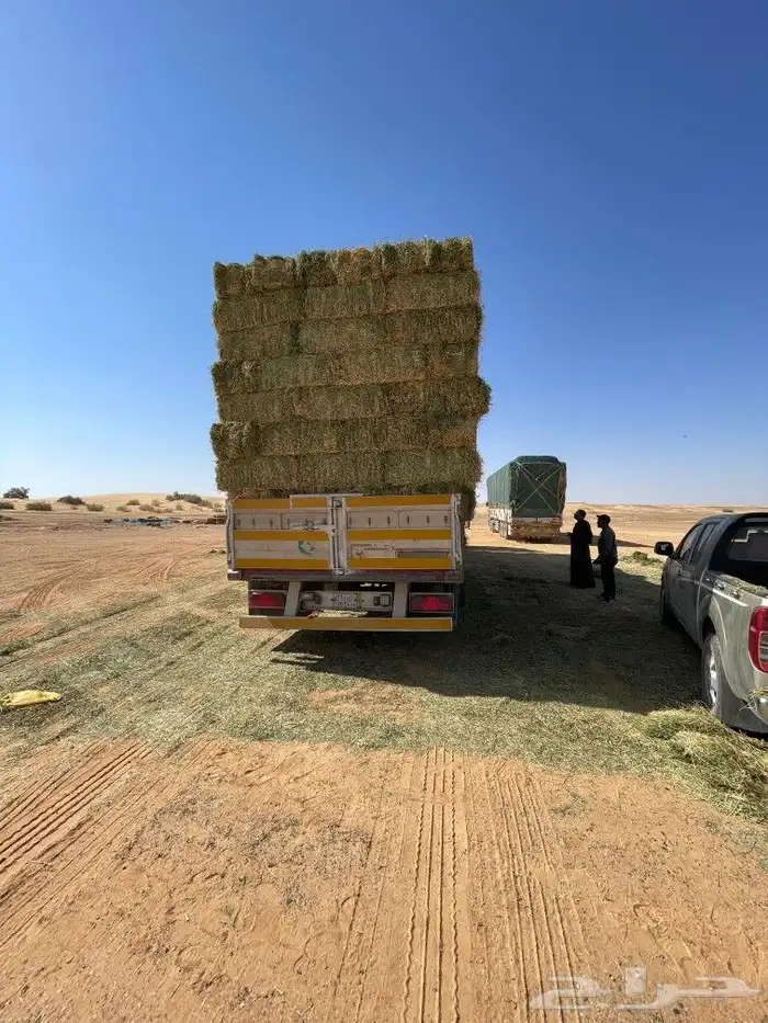 برسيم صافي و مخلوط من بسيطا 6