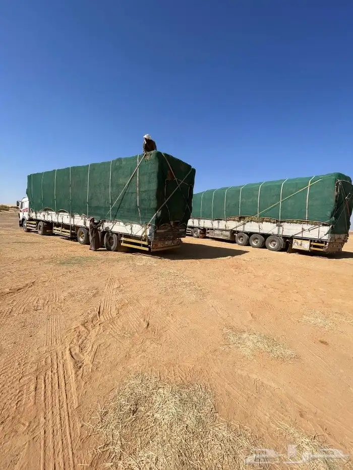 برسيم صافي و مخلوط من بسيطا 2