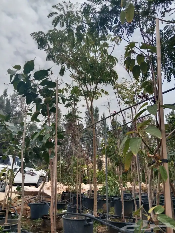 اشجار ترمناليا اشجار بنسيانا لوز هندي 2