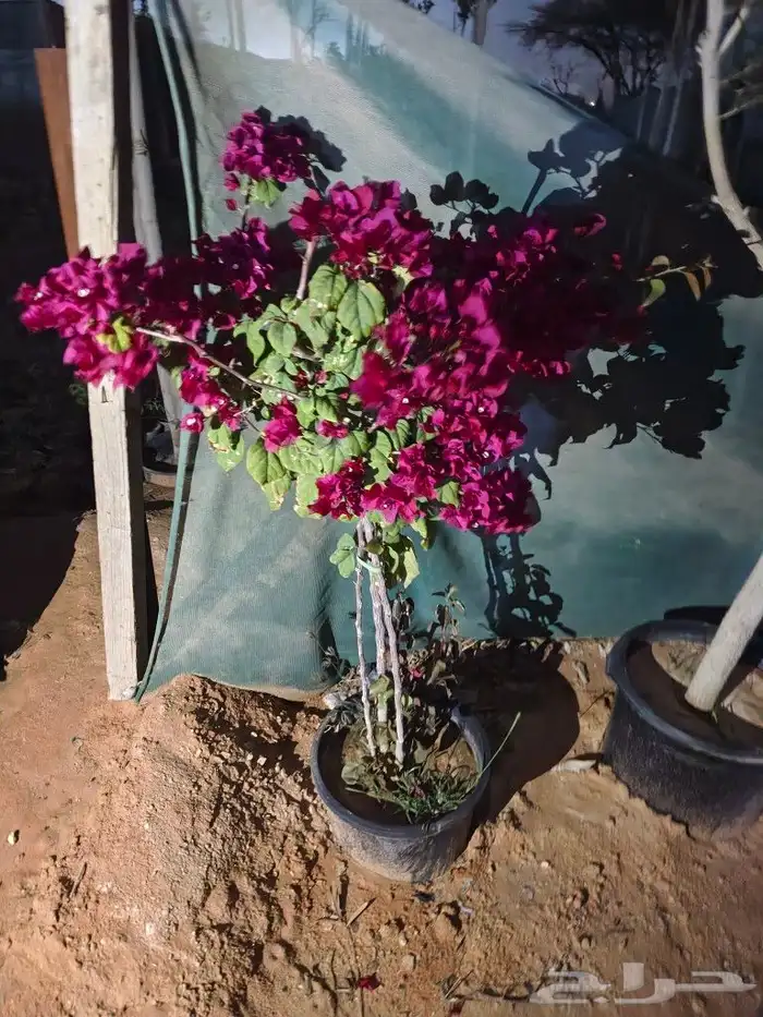 ابو رغد لتنسيق الحدائق وتوريد جميع انواع الاشجار 5