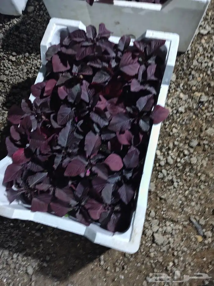 ابو رغد لتنسيق الحدائق وتوريد جميع انواع الاشجار 8