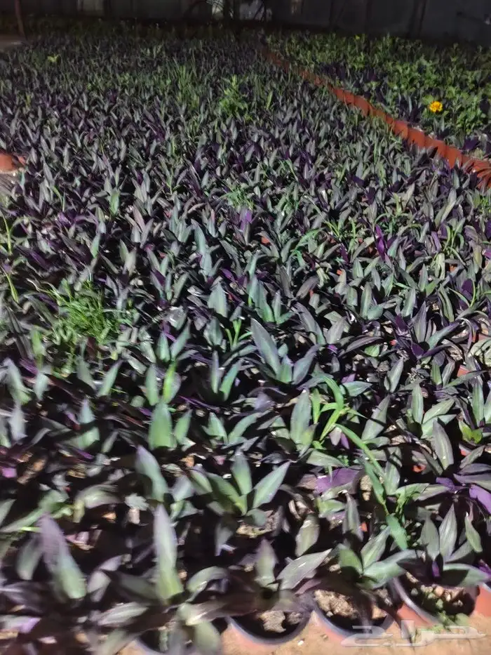 ابو رغد لتنسيق الحدائق وتوريد جميع انواع الاشجار 6