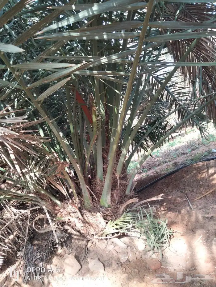 فسائل شيشي وبرحي ممتازة 0