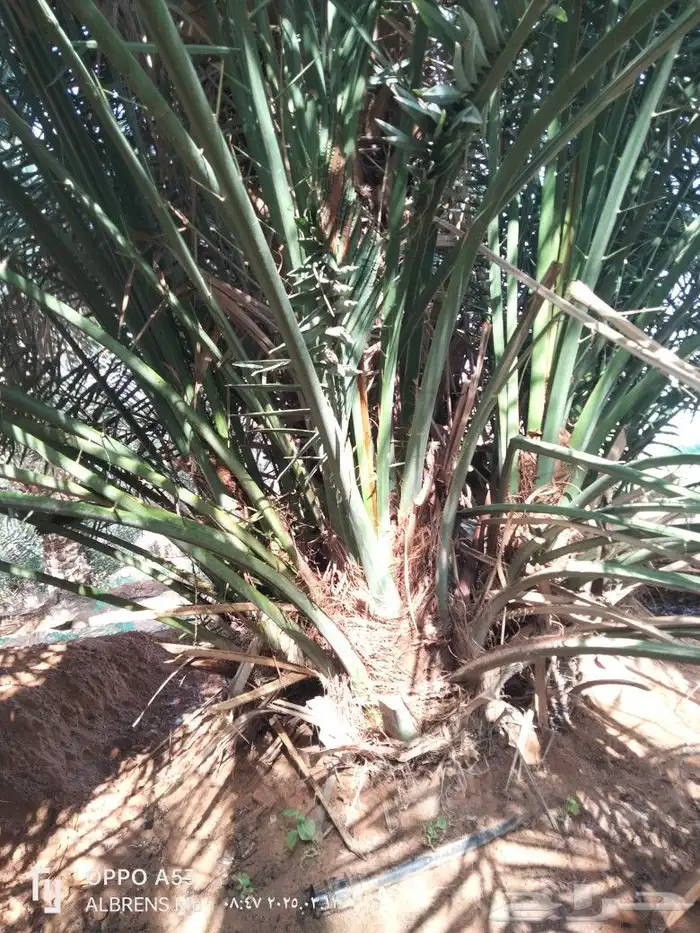 فسائل شيشي وبرحي ممتازة 1