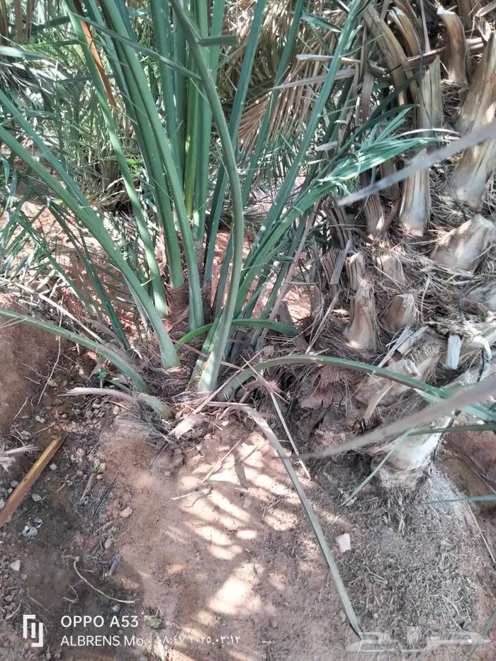 فسائل شيشي وبرحي ممتازة 2