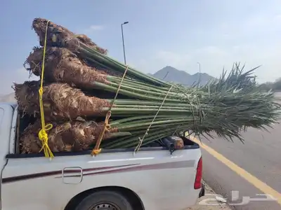 نخل طيب ثمره فيه متواجد في مكه والطائف جده اسعار مناسبه للجم 8